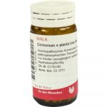 Cichorium E Planta Tota D6 - GLOBULI 20 GR