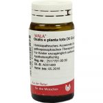 Oxalis E Planta Tota D6 - GLOBULI 20 GR