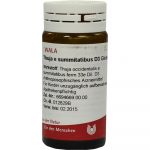 Thuja E Summitatibus D3 - GLOBULI 20 GR