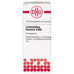 LACHNANTHES TINCTORIA C200 GLOBULI 10 G