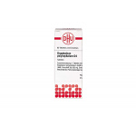 GNAPHALIUM POLYCEPHALUM D4 80 COMPRESSE