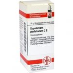Eupatorium perfoliatum c6 globuli 10 g