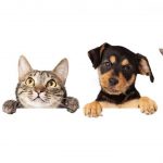 Complesso peptidico CUORE E FEGATO (uso veterinario) 20 capsule