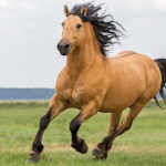kit di recupero per le prestazioni sportive (cavalli e animali di grossa taglia) Heel